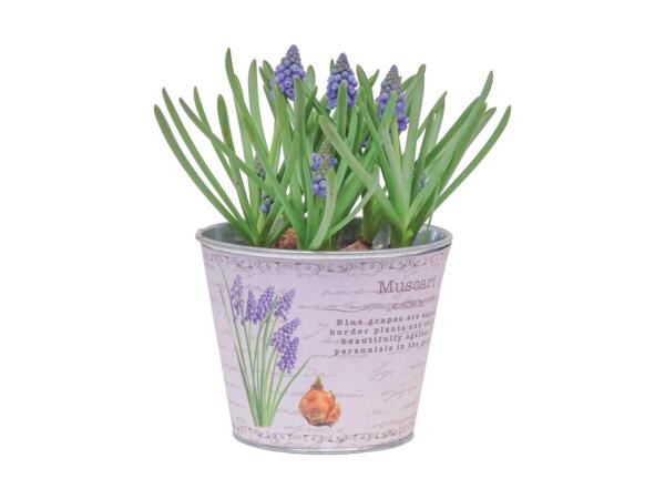 Potted Bulb Selection
