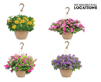 10" Hanging Basket