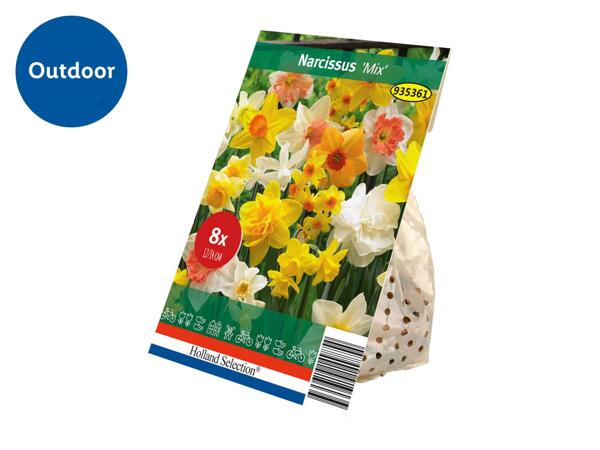 Spring Flowering Bulb Narcissus "Mix"