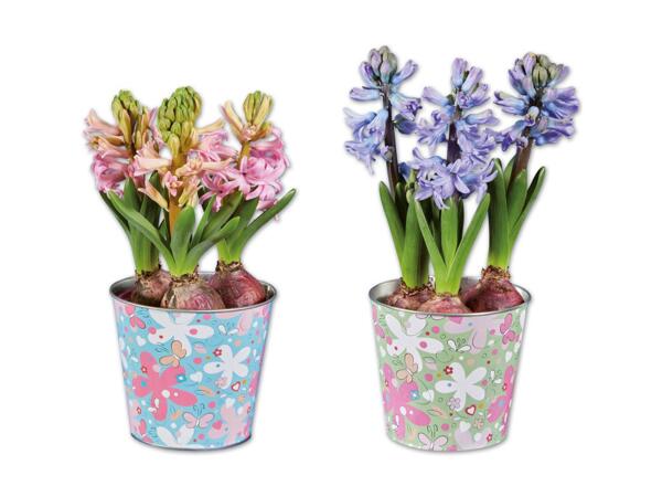 Blumenzwiebeln im Frühlings-Zinktopf