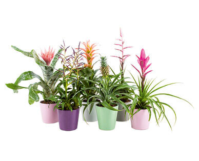 BROMELIA CON COPRIVASO