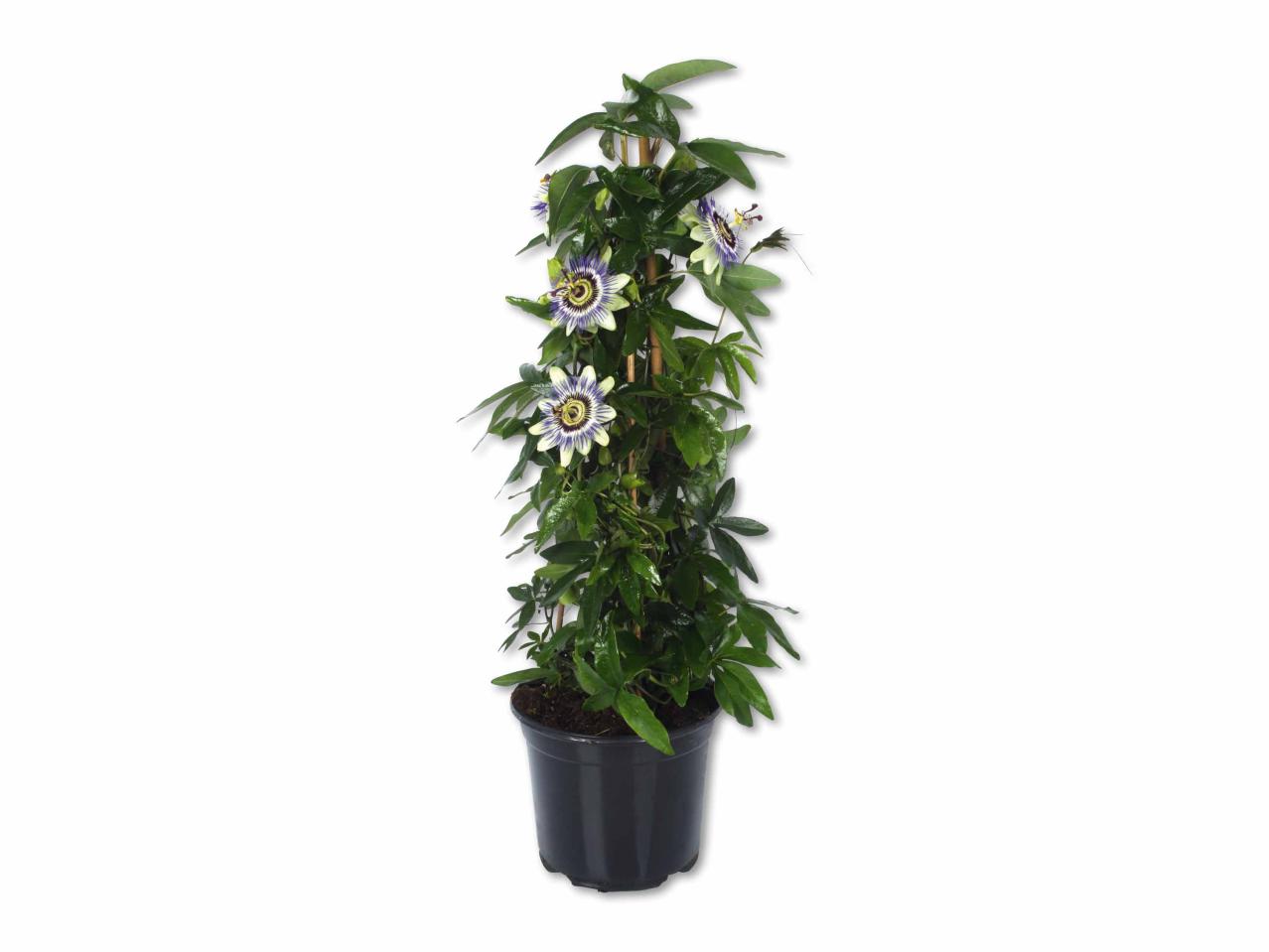 Passiflora piramide