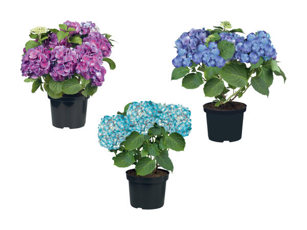 Hortensia de jardin