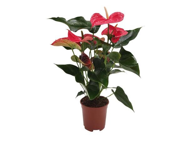 Anthurium andreanum