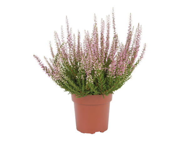 Autumn Heather