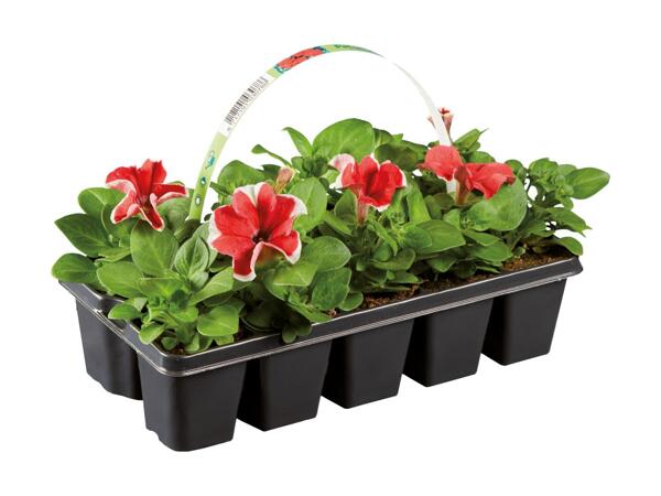 10 Pack Bedding Plants
