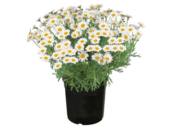 Margeritenbusch