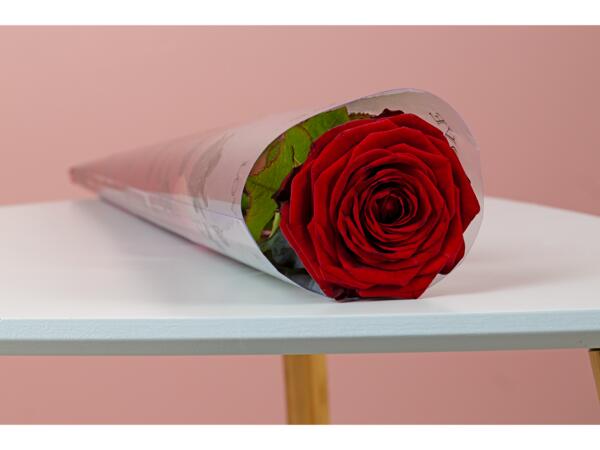 Premium Single Red Rose