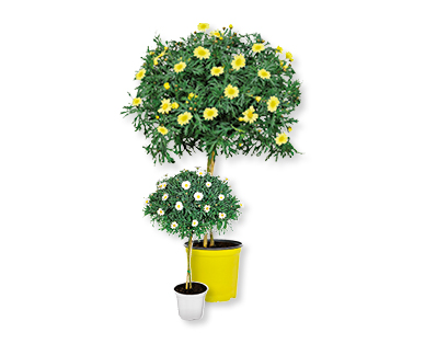 Arbre à marguerites