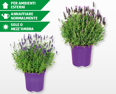 Lavanda