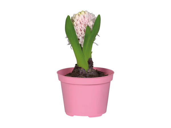 Bulbs in Colourful Pot