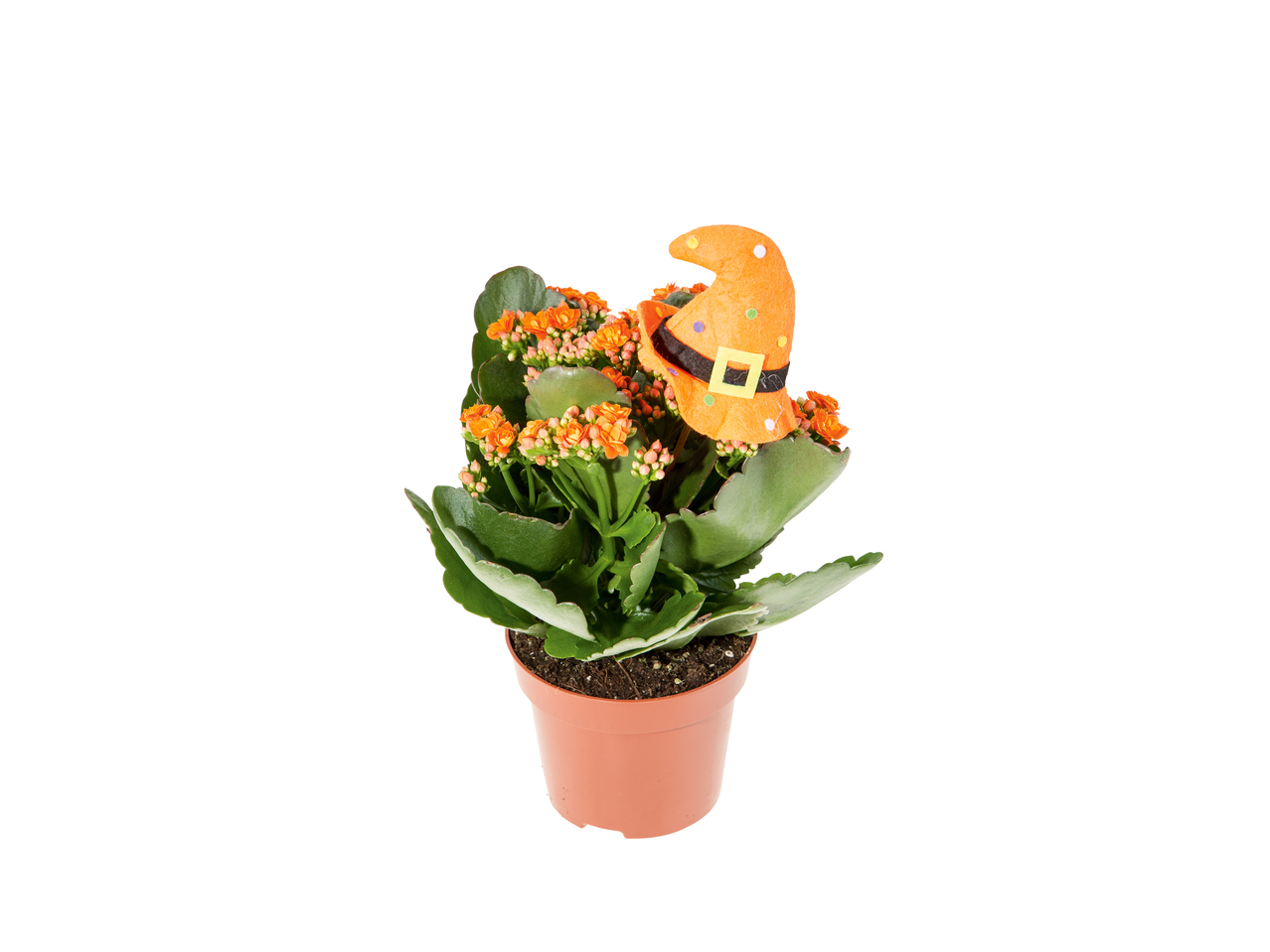 Kalanchoé d'Halloween