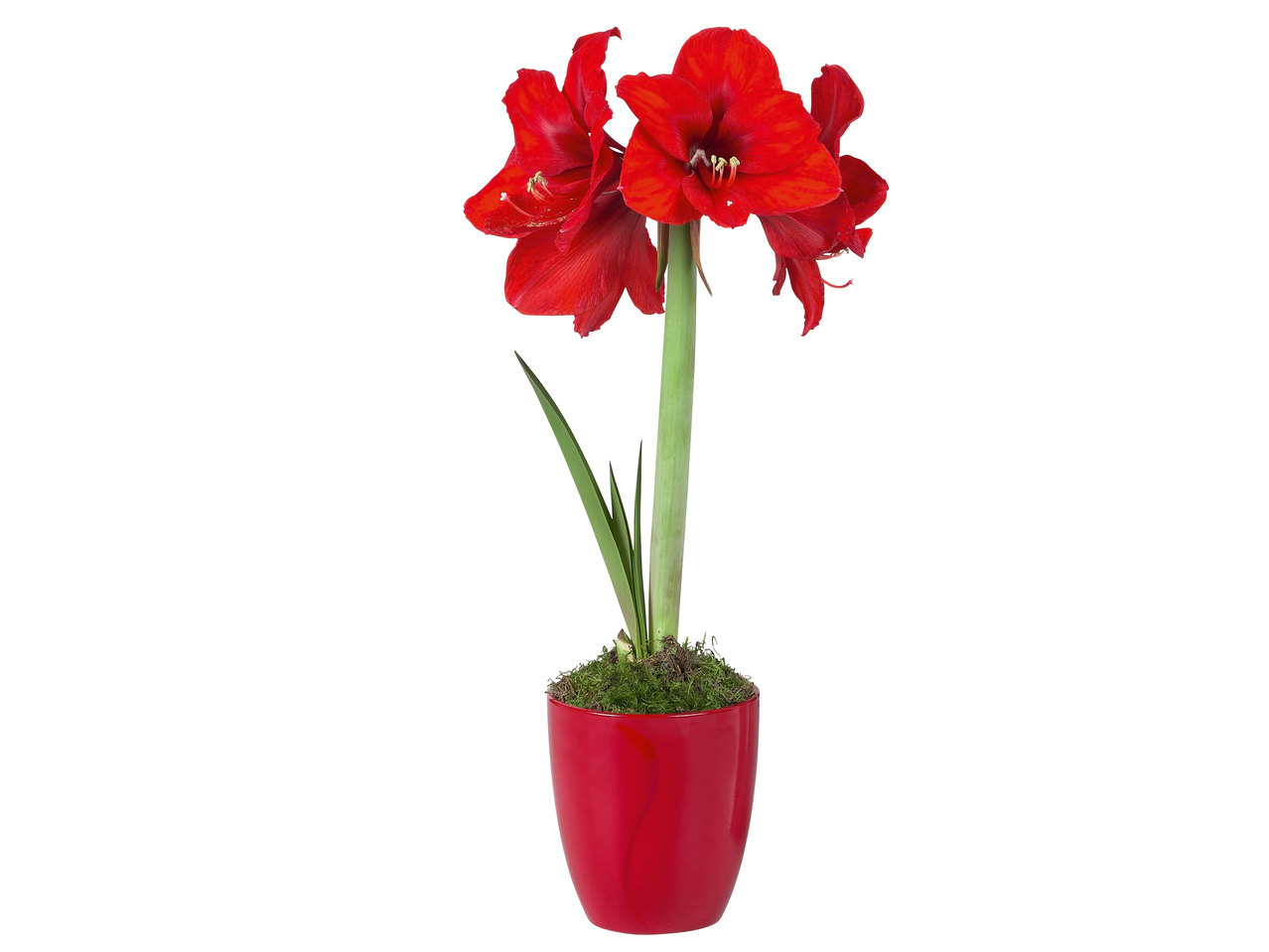 Amaryllis dans un pot en céramique