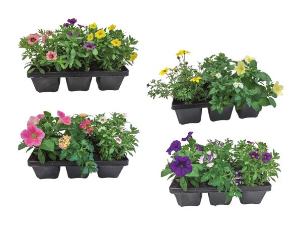 Mélange de plantes de parterre "collection"