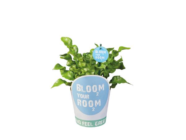 Green Plants