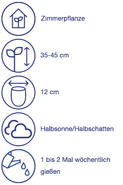 Zimmerpflanze