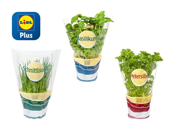 Herbes aromatiques