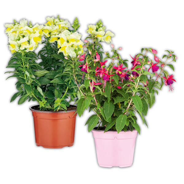 Sommerblumen Mix