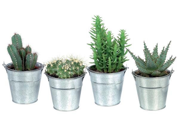 Cactus or Succulents
