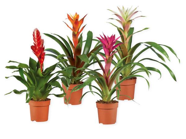 Vriesea or Guzmania