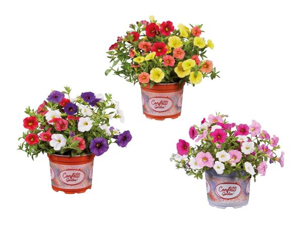 Trio di calibrachoa
