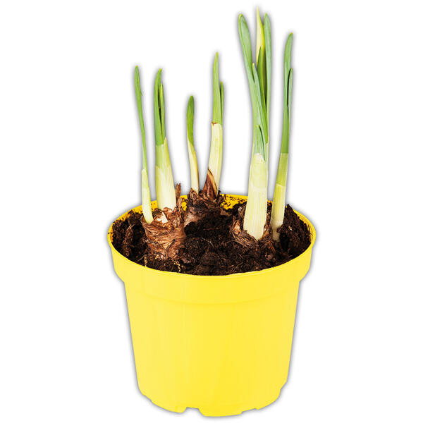 Großblumige Narzissen
