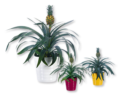 Plant d'ananas avec fruit