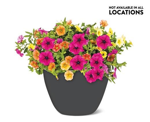Summer Premium Patio Planter
