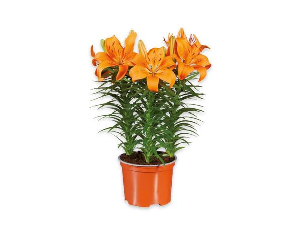 Lilies