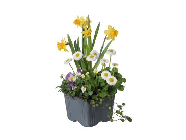 Sammenplantning