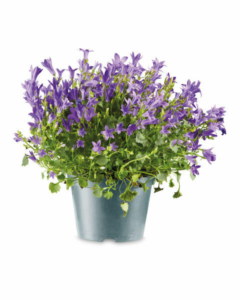 Campanula