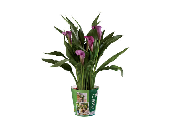 Calla