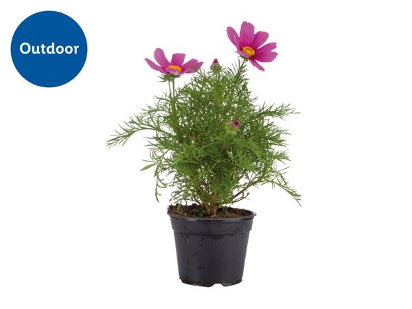 Assorted Flowering Plants