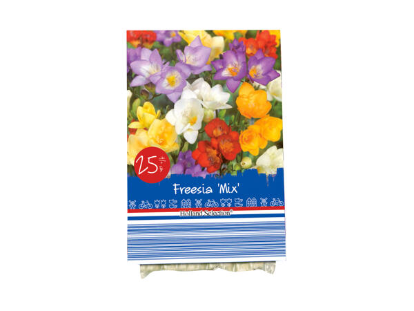 Autumn Flowering Bulbs