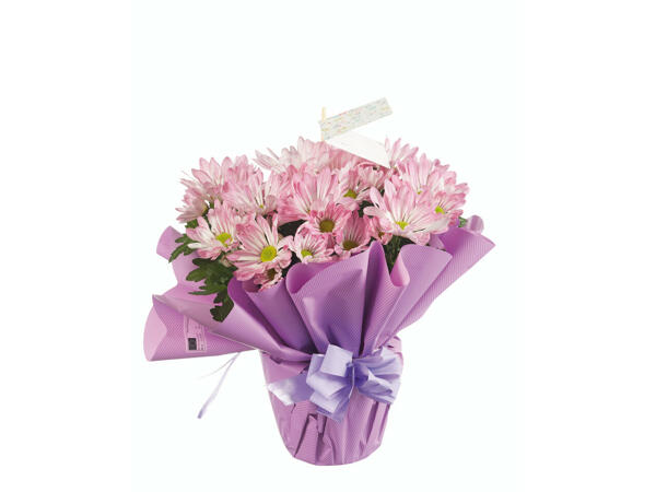 Chrysanthèmes à offrir