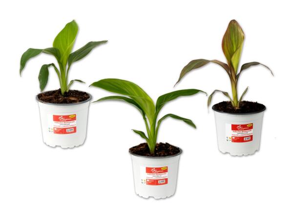 Canna Indica