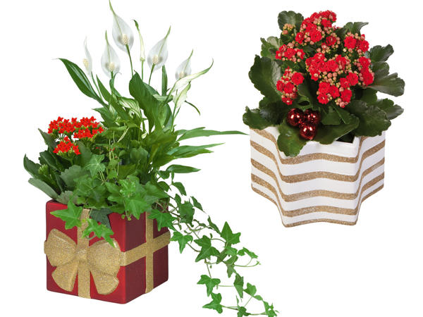 Blühpfanze in Stern- oder Geschenkkeramik