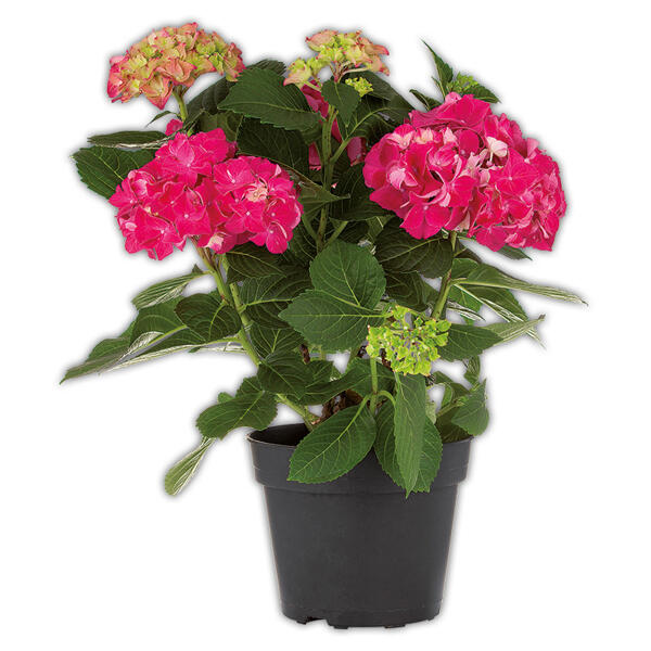 Hortensie