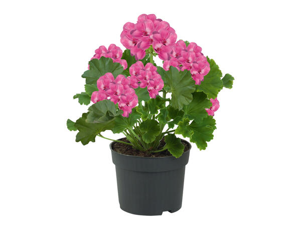 Standing Geranium