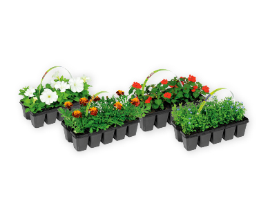 GARDENLINE(R) Beetpflanzen