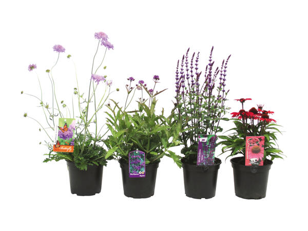Plante vivace attirant les abeilles