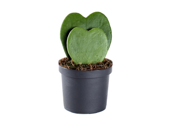 Hoya dobbelthjerte