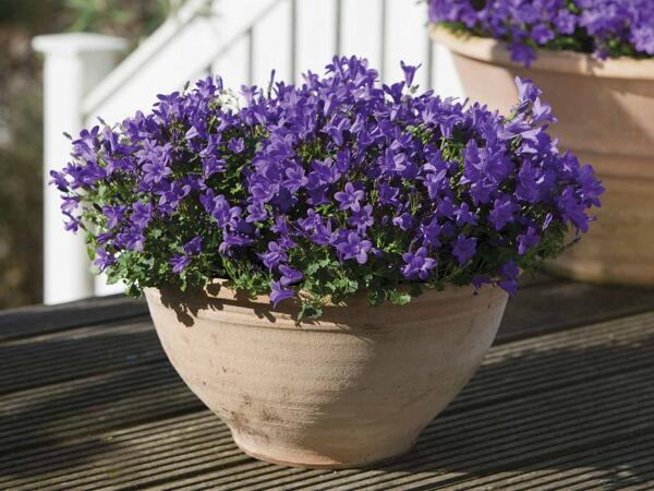 Klokkeblomst