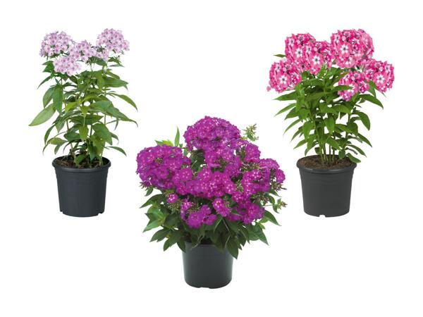 Phlox paniculata