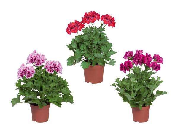 Pélargonium à grandes fleurs