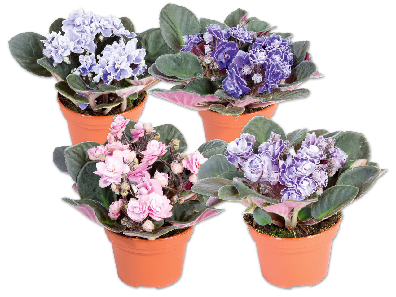 Usambaraveilchen Sweet Violet