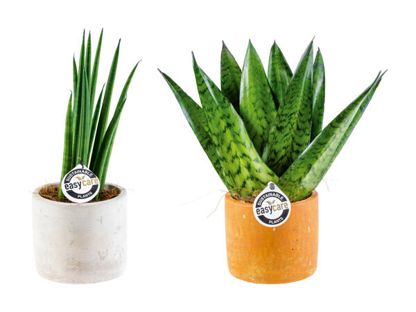 Plantes en céramiques Easy Care