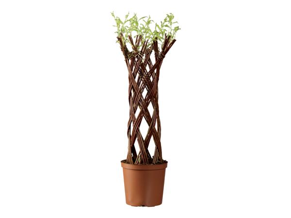 Pletená vrba Salix