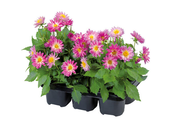 Bedplante
