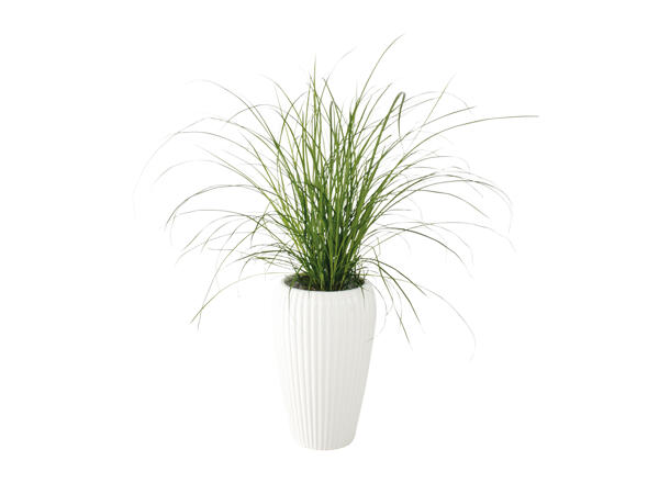 Grønne planter i keramik